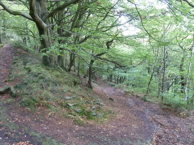 Colden Woods